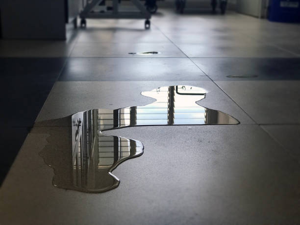Best Professional water damage repair  in Royal Palm Beach, FL